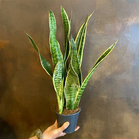 Sanseveria 